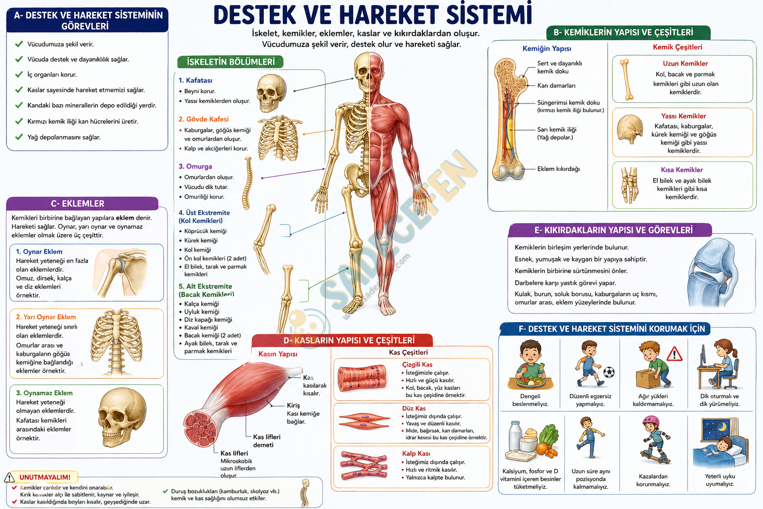 5. Sınıf Canlıların Yapısına Yolculuk (3. Ünite) Konu Özeti – TYMM - Görsel 2