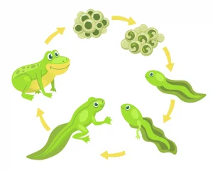 Kurbağanın yaşam döngüsü Fen Bilimleri Dersi Platformu Sadece Fen