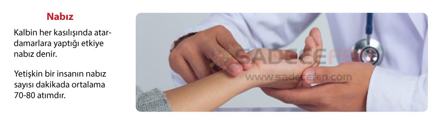Nabız