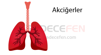 Akciğerler