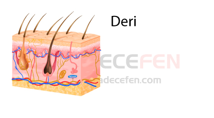 Deri