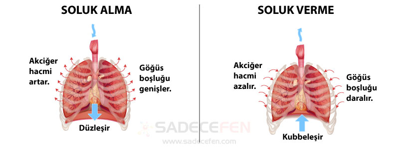 Soluk alma ve soluk verme