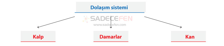 Dolaşım sistemi kalp, damarlar, kan