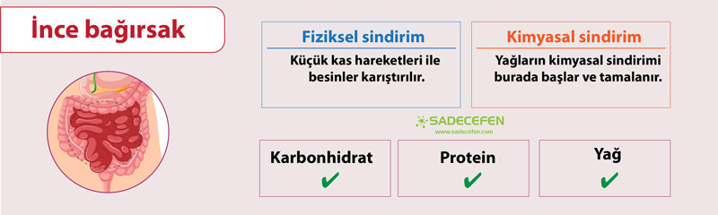 Sindirim organı ince bağırsak özellikleri