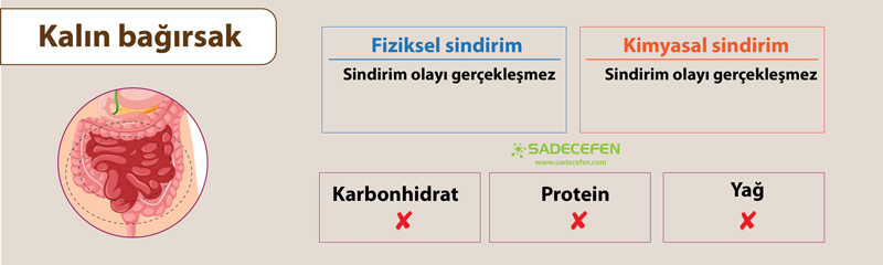 Sindirim organı kalın bağırsak özellikleri