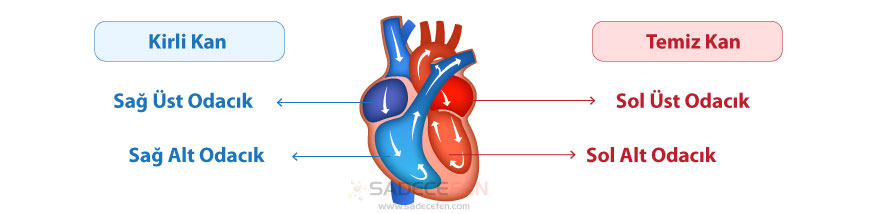 Kalp yapısı ve odacıkları