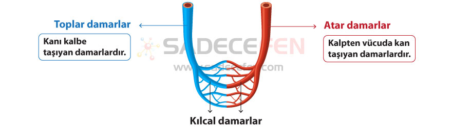 Kan damarları