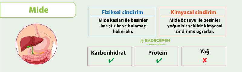Sindirim organı mide özellikleri
