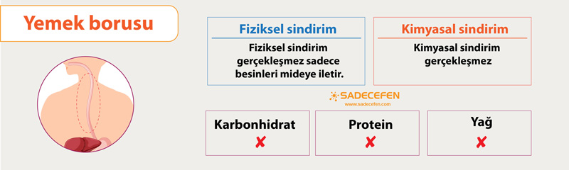 Sindirim organı yemek borusu özellikleri