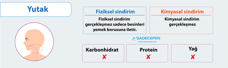 Sindirim organı yutak özellikleri